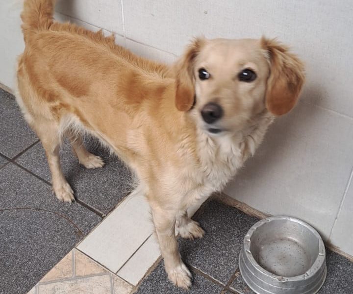 Maia (Adoção Urgente)