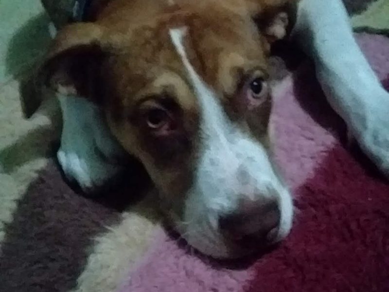 Thor (Adoção Urgente)