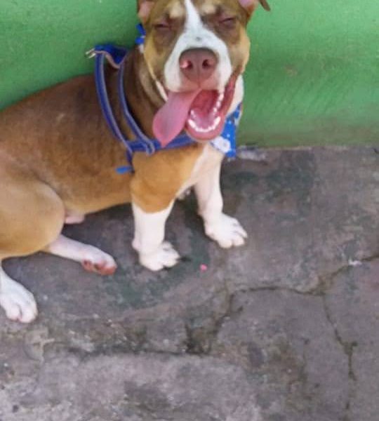 Thor (Adoção Urgente)