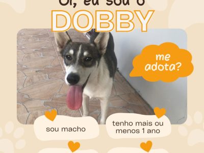 Dobi (Adoção Urgente)