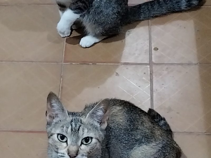 Nenê (Adoção Urgente)