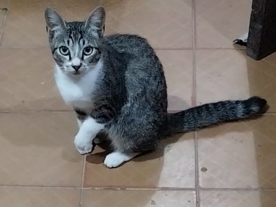 Nenê (Adoção Urgente)