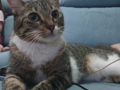 Chloe (Adoção Urgente)