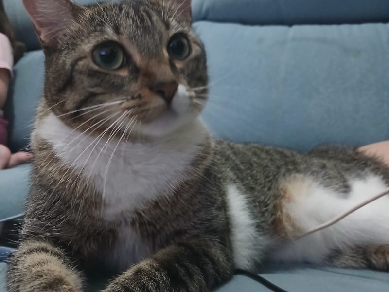 Chloe (Adoção Urgente)