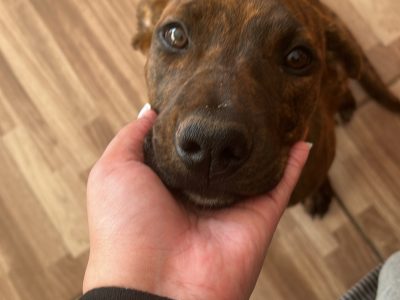 Maggie (Adoção Urgente)