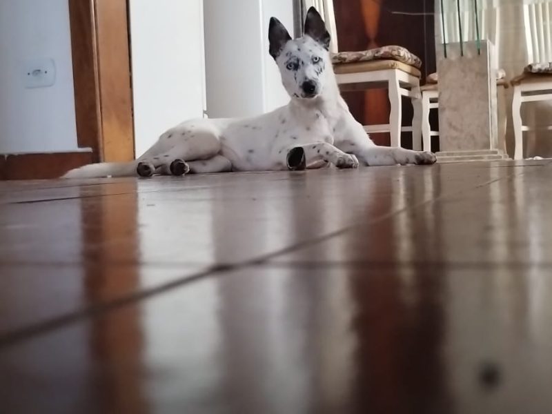 Luiza (Adoção Urgente)