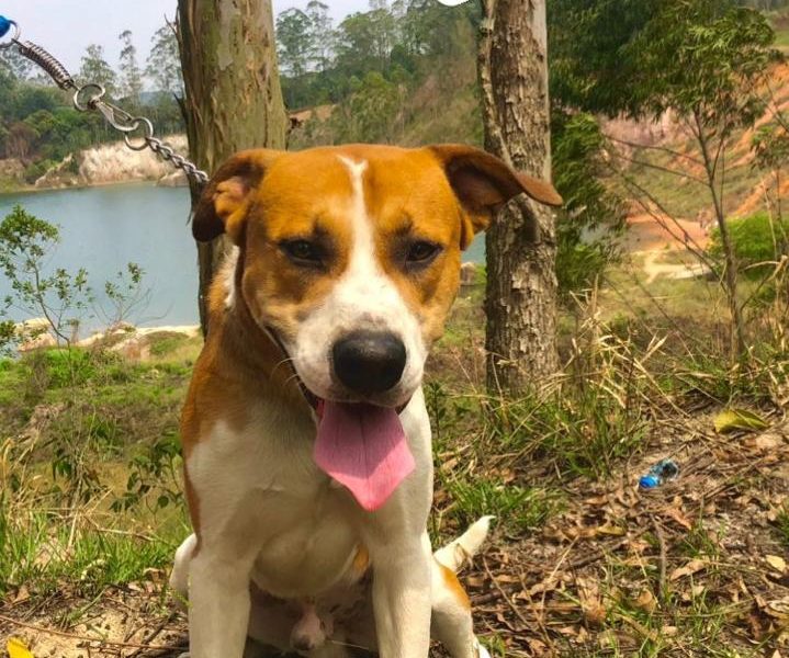 Apolo (Adoção Urgente)