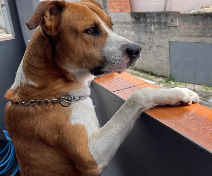 Apolo (Adoção Urgente)