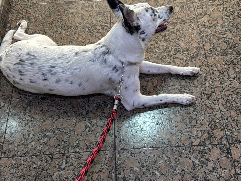 Luiza (Adoção Urgente)