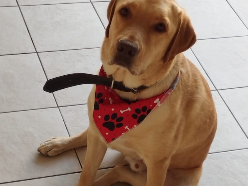Thor (Adoção Urgente)