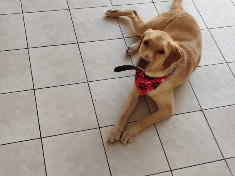 Thor (Adoção Urgente)