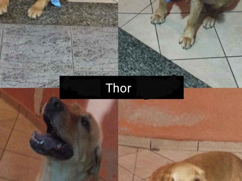 Thor (Adoção Urgente)