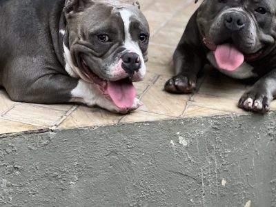 Mutano e Ravena (Adoção Urgente)