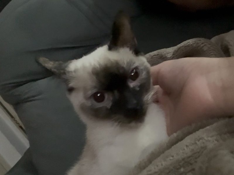 Jade (Adoção Urgente)