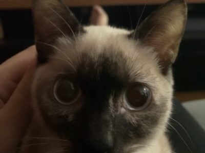 Jade (Adoção Urgente)