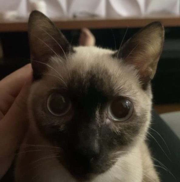 Jade (Adoção Urgente)
