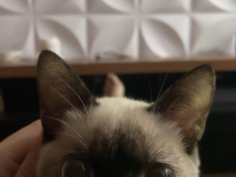 Jade (Adoção Urgente)
