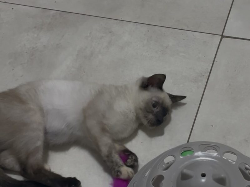 Jade (Adoção Urgente)