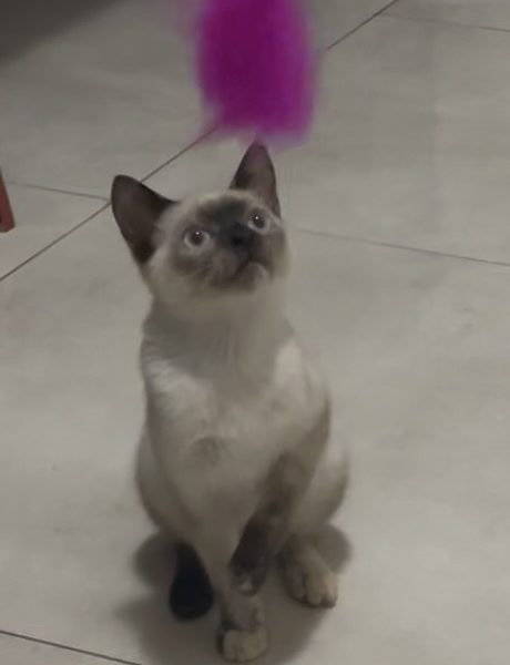 Jade (Adoção Urgente)