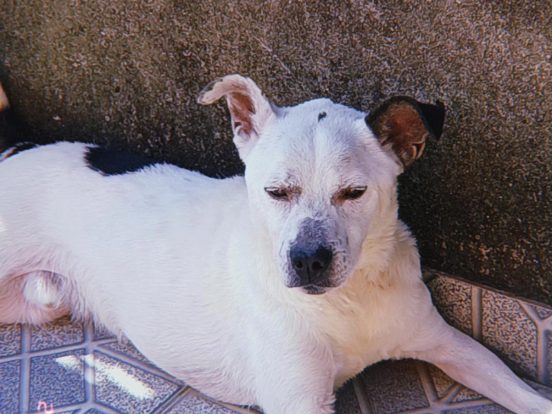Husco (Adoção Urgente)
