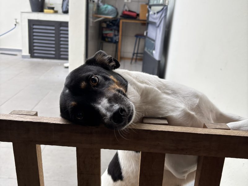 Meg (Adoção Urgente)