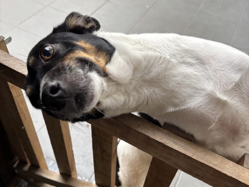 Meg (Adoção Urgente)