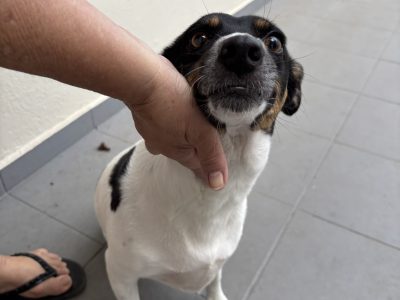 Meg (Adoção Urgente)