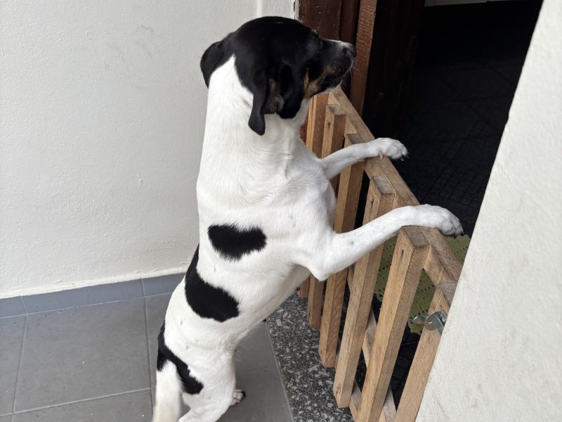 Meg (Adoção Urgente)