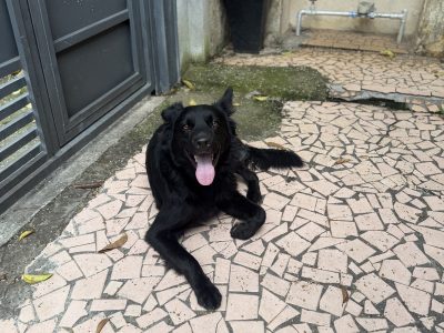 Neném (Adoção Urgente)