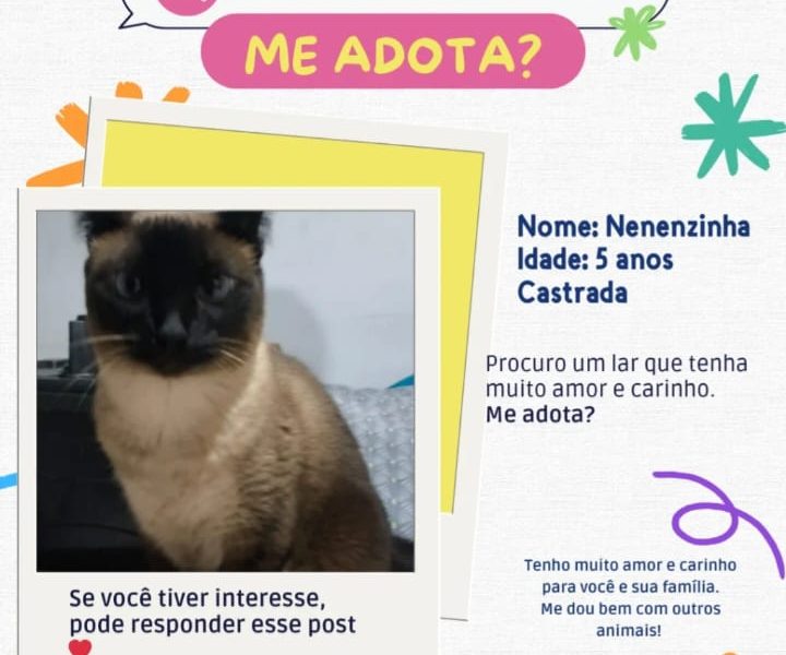 2 Gatos (Adoção Urgente)