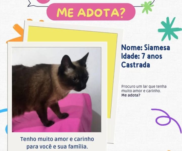 2 Gatos (Adoção Urgente)