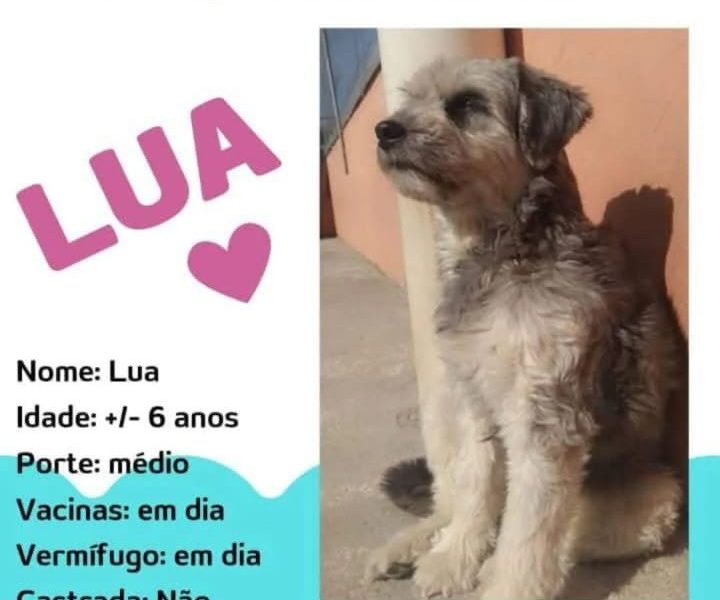 Lua (Adoção Urgente)
