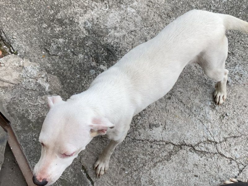 2 Cães (Adoção Urgente)