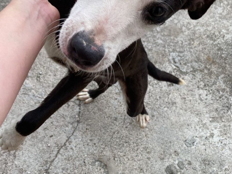 2 Cães (Adoção Urgente)