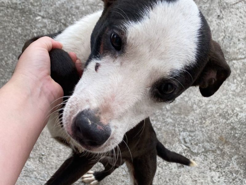 2 Cães (Adoção Urgente)