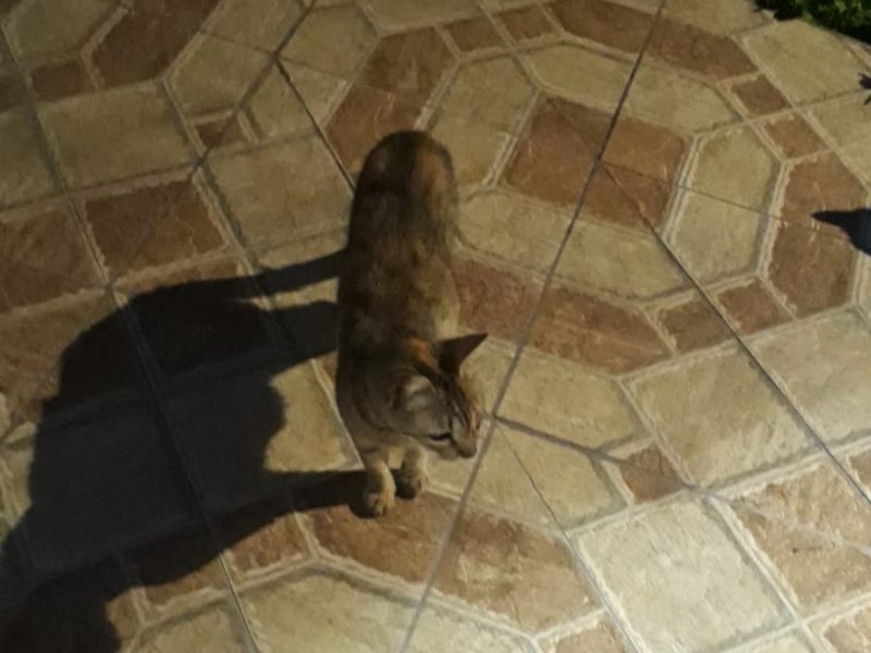 3 Gatos (Adoção Urgente)