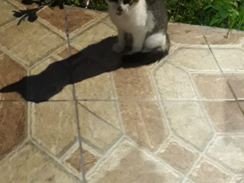 3 Gatos (Adoção Urgente)