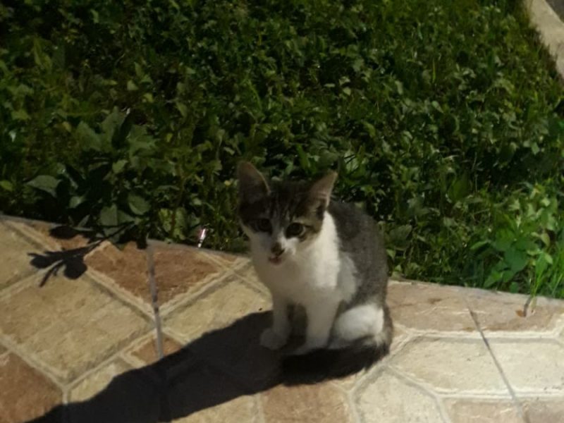 3 Gatos (Adoção Urgente)