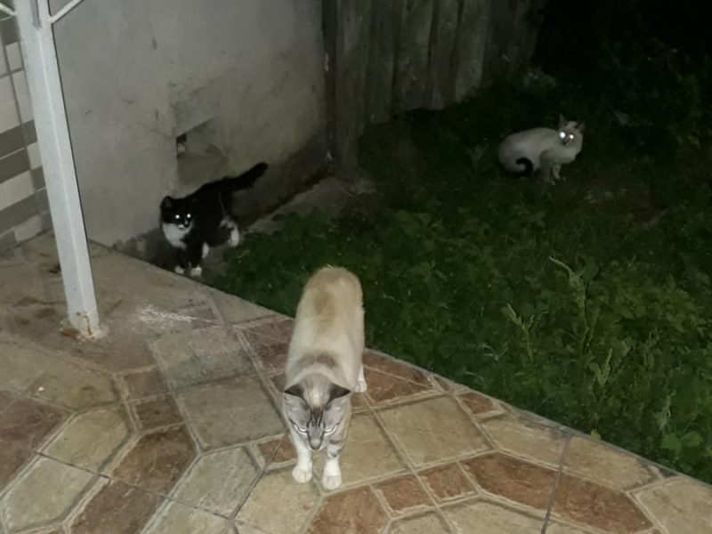 3 Gatos (Adoção Urgente)