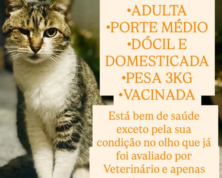 Fêmea (Adoção Urgente)