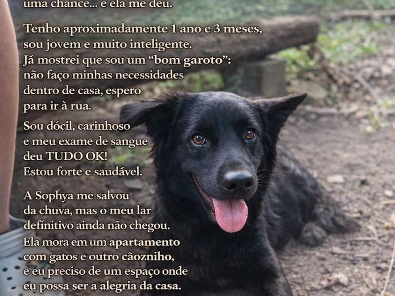 Neném (Adoção Urgente)