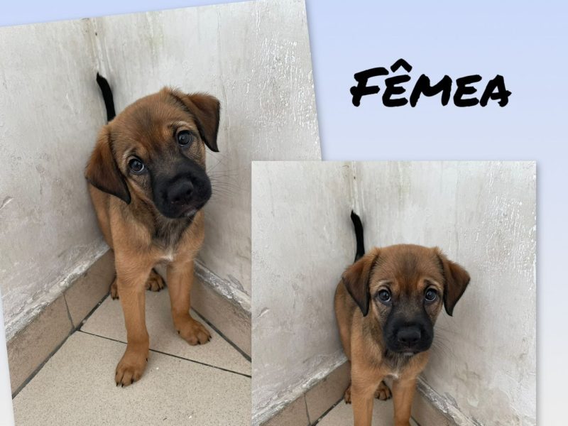 2 Filhotes (Adoção Urgente)