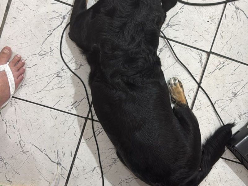 3 Cães (Adoção Urgente)