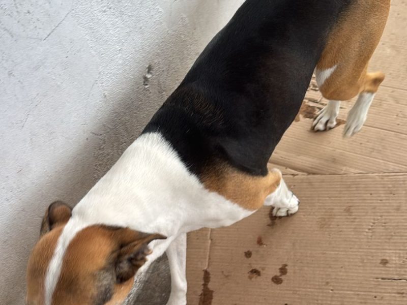 3 Cães (Adoção Urgente)