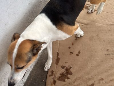 3 Cães (Adoção Urgente)