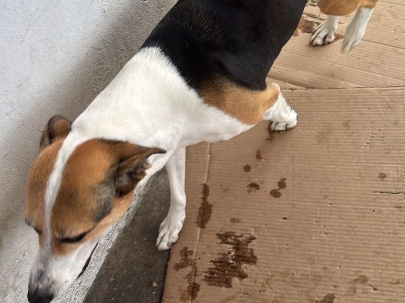 3 Cães (Adoção Urgente)
