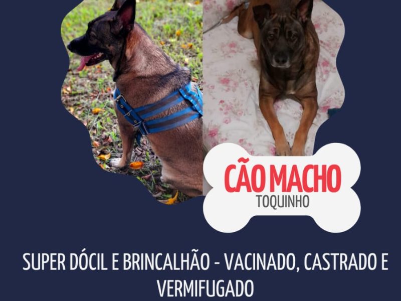 Toquinho (Adoção Urgente)