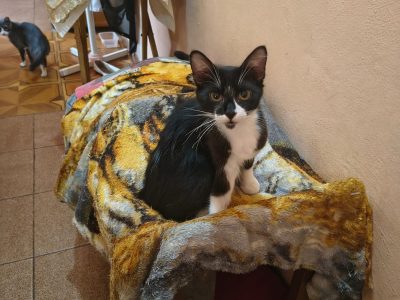 2 Gatos (Adoção Urgente)