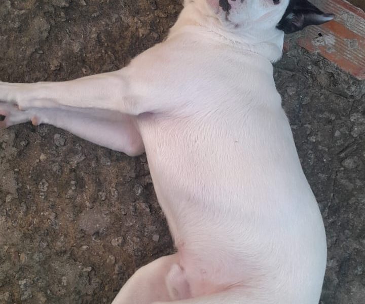 Pitbull (Adoção Urgente)