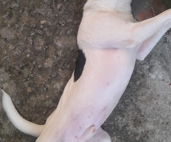 Pitbull (Adoção Urgente)